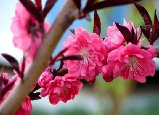 花之最|观赏桃花十大品种（好看的景观桃花品种大全及图片）
