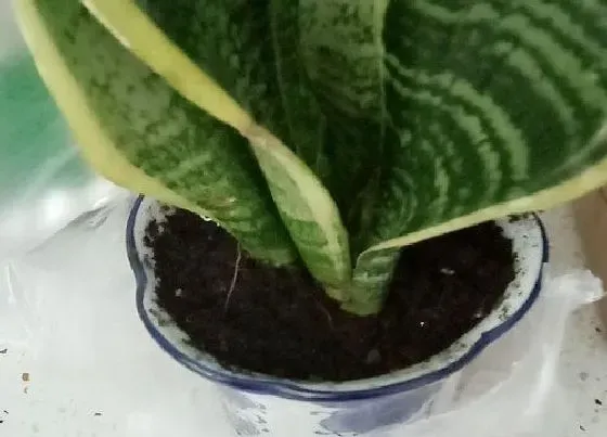 植物百科|阔叶花卉有哪些
