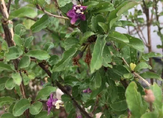 植物百科|枸杞开花吗 开花什么样子