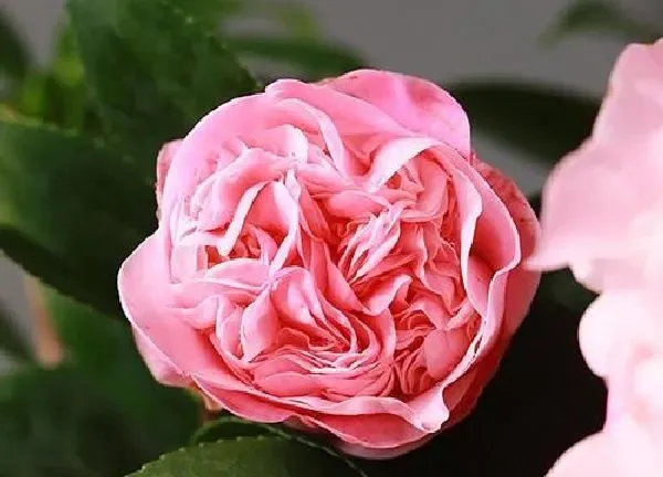 养殖科普|茶花喜阴还是喜阳 喜欢光照还是遮阴