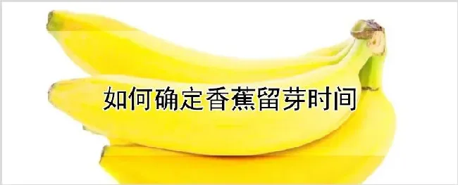 如何确定香蕉留芽时间 | 耕种资料