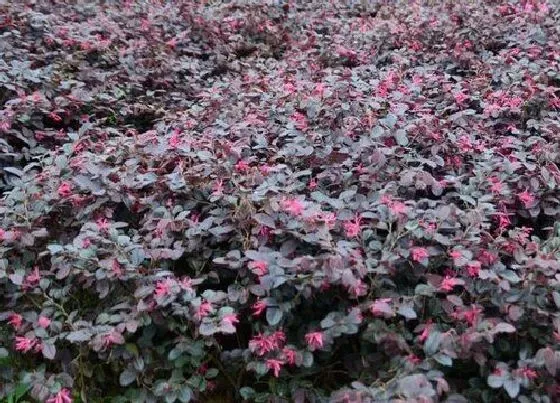 植物修剪|红花继木修剪最佳时间