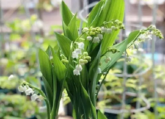 种植管理|铃兰花的种植方法和注意事项