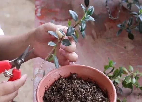 植物生根|金鱼吊兰扦插多久生根 几月份扦插成活率高