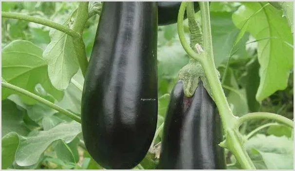 茄子发涩是什么原因 | 种植资料