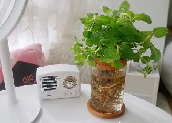 花卉风水|儿童房放什么植物风水好