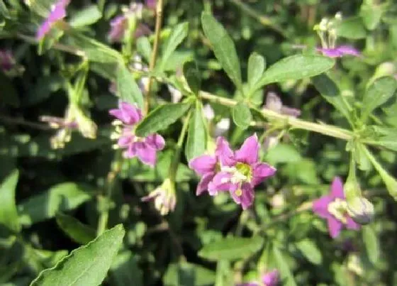 植物百科|枸杞开花吗 开花什么样子