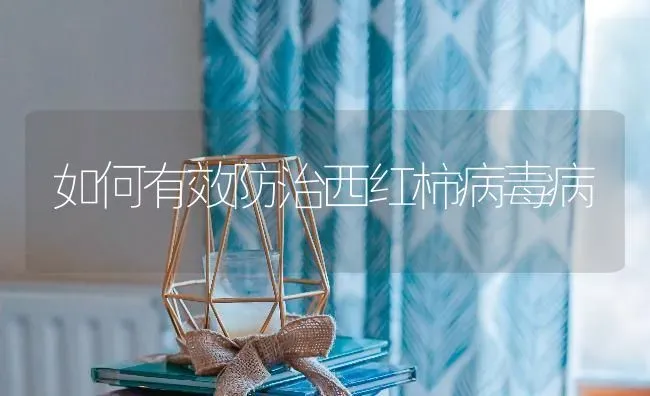如何有效防治西红柿病毒病 | 蔬菜种植