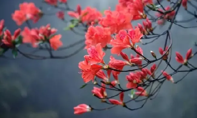 植物百科|杜鹃花分布在我国什么地方（中国杜鹃花有名的省份地区 ）