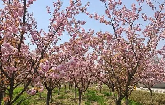 花期|樱花花期多长时间 花期是什么时候