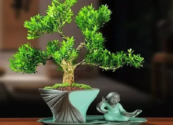 冬天植物|雀舌黄杨耐寒吗