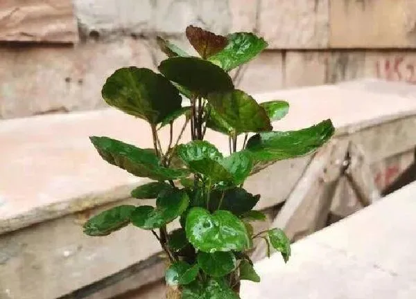 植物浇水|金钱兜浇水的正确方法