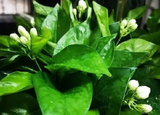 室内摆放|家里种茉莉花风水好吗