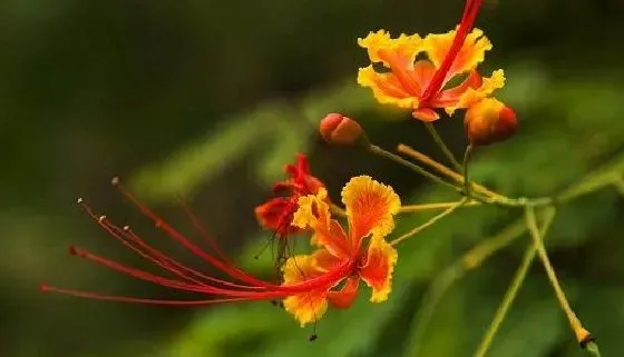 开花时间|凤凰花一年开几次花 花期月份与时间