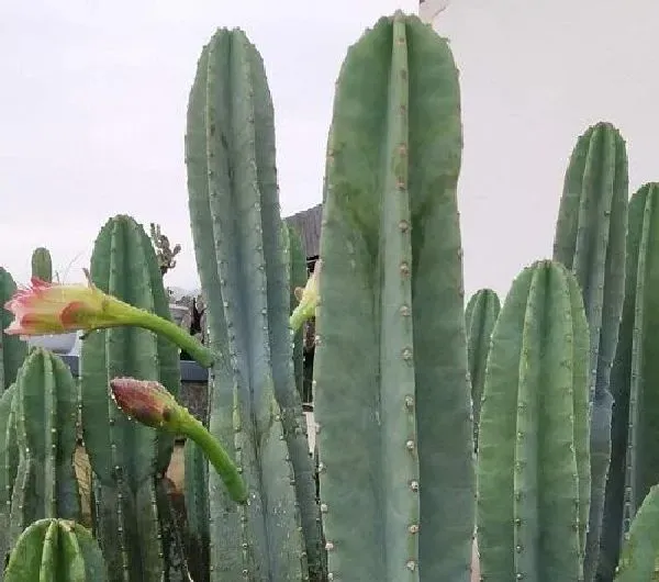 植物浇水|仙人掌浇水的正确方法 浇水注意事项