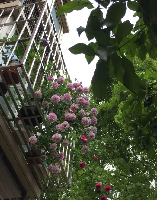 植物百科|藤本蓝色阴雨月季的优缺点（阳台养蓝色阴雨一年四季开花）