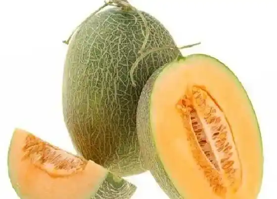 食用科普|哈密瓜能放冰箱吗