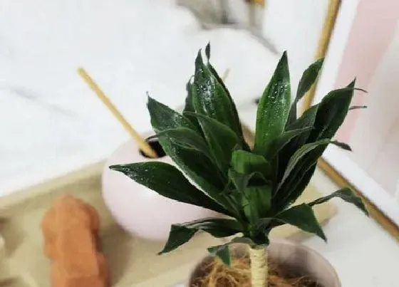植物种类|朱蕉是草本还是木本