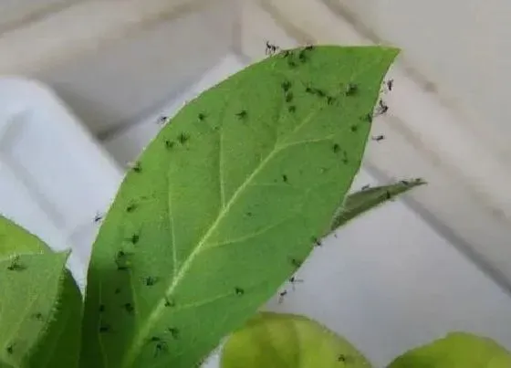 植物虫害|卧室好多小飞虫黑色的怎么消除（消灭家里出现的飞虫方法）