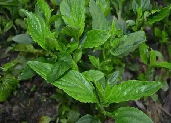 种植管理|香草几月份种植合适