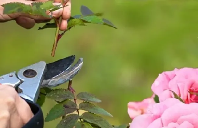 植物修剪|月季什么季节修剪最合适，月季花冬季修剪时间和方法）