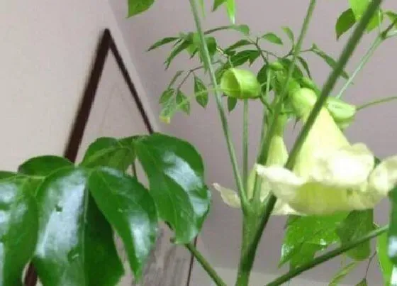 开花时间|幸福树多久开花一次