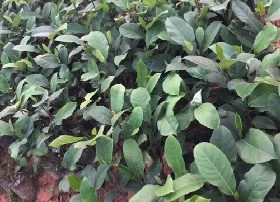 植物施肥|菠萝蜜树施什么肥最好