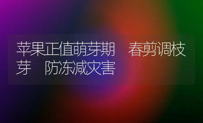 苹果正值萌芽期 春剪调枝芽 防冻减灾害 | 瓜果种植