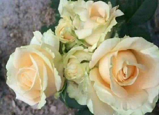 植物排行|玫瑰花品种排名大全介绍 玫瑰花排行榜