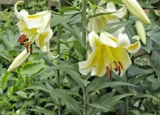种植管理|百合几月份种合适