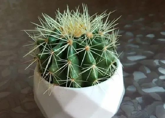 植物施肥|仙人球浇什么肥料合适