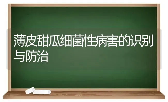 薄皮甜瓜细菌性病害的识别与防治 | 瓜果种植