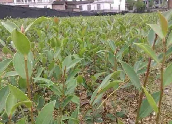 种植管理|油茶苗几月份种植合适