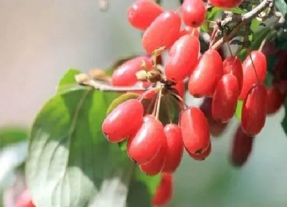 生长环境|山茱萸的生长环境及生长地方条件