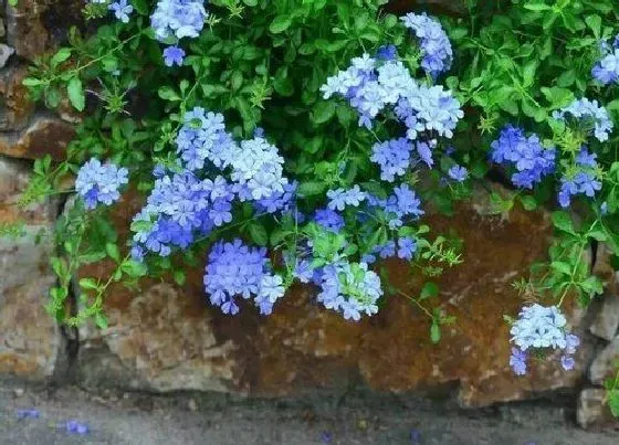 开花时间|蓝雪花一年四季开花吗