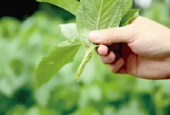 植物常识|帝王菜是红薯叶吗