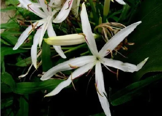 植物毒性|水鬼蕉花香有毒吗