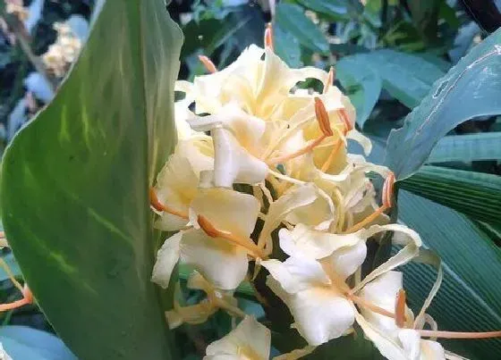 植物百科|姜开花吗 开花是什么样子的