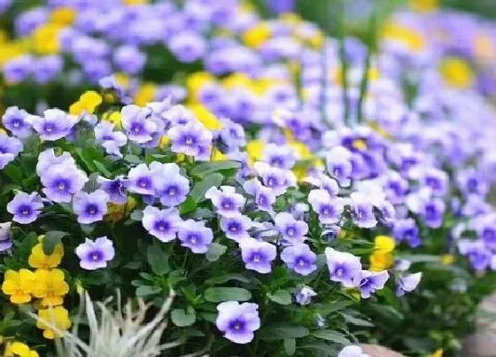 植物播种|角堇什么时候播种最合适