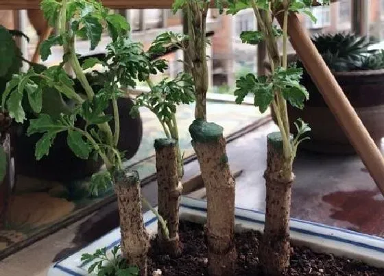 植物百科|福禄桐开花吗 开花什么样子
