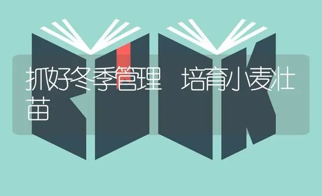 抓好冬季管理 培育小麦壮苗 | 粮油作物种植