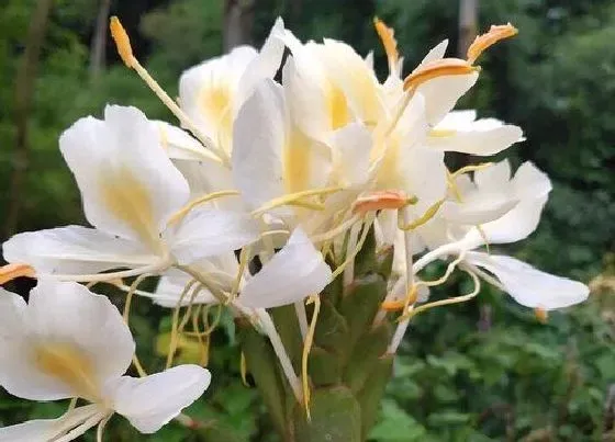 植物百科|姜开花吗 开花是什么样子的