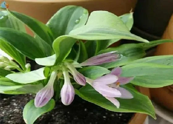 花语|什么花的花语是宽容