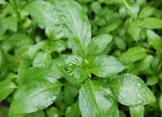 植物百科|芥菜又叫什么菜