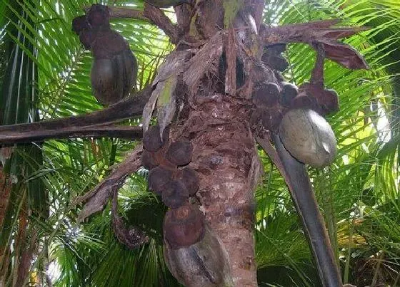 植物百科|海底椰生长在什么地方