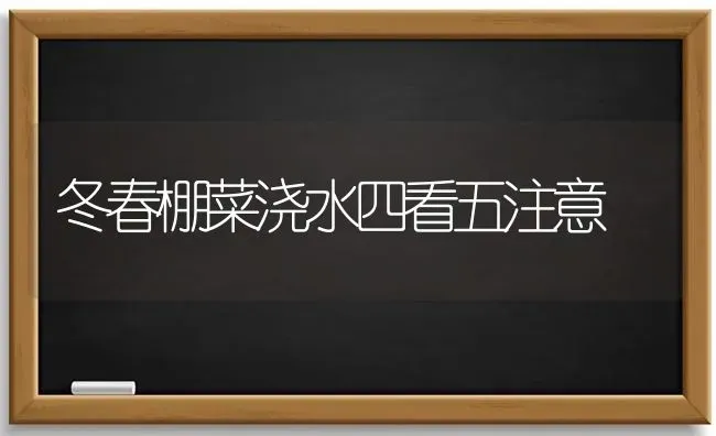 冬春棚菜浇水四看五注意 | 蔬菜种植