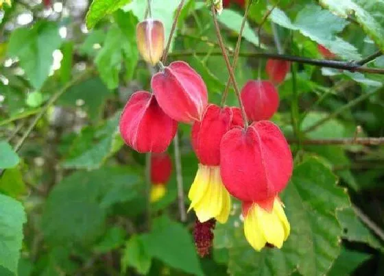 开花时间|灯笼花什么时候开花 花期多长时间