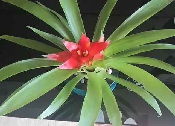 送花|新家买什么花好