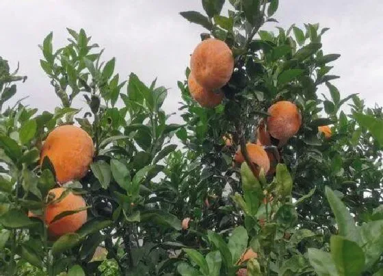 果实成熟|广西武鸣沃柑几月份成熟上市