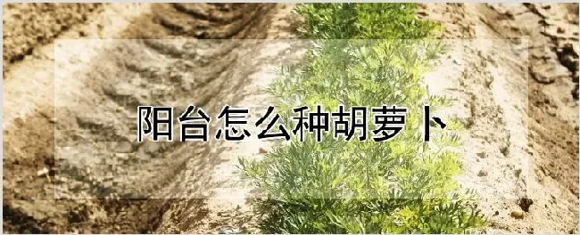 阳台怎么种胡萝卜 | 养殖技术